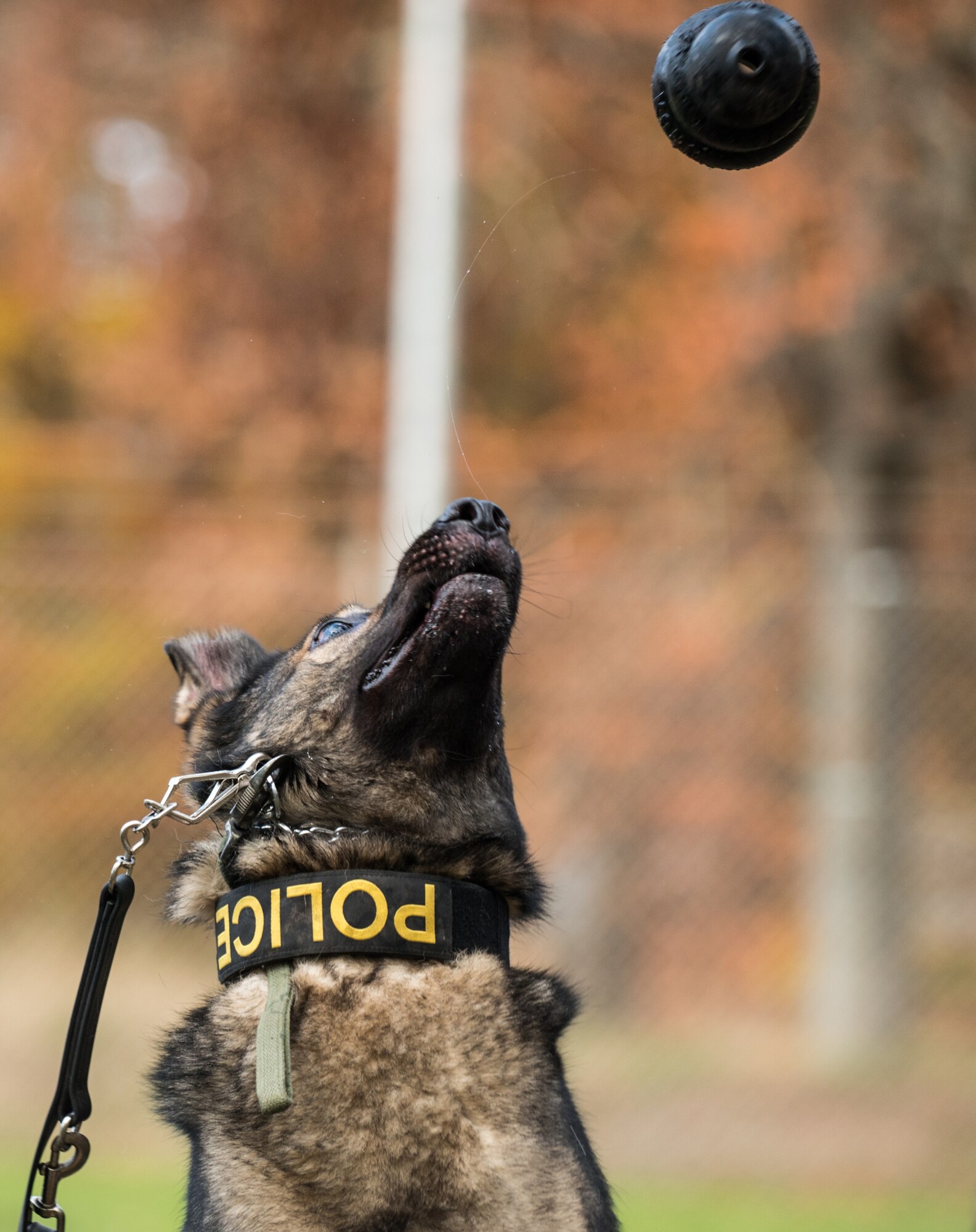 Charly, 86th Security Forces Squadron military working dog, plays with a chew toy after a training session, Nov. 13, 2013, Ramstein Air Base, Germany. Dog handlers incorporate chew toys as a reward during training when the dog executes a command correctly. (U.S. Air Force photo/Senior Airman Jonathan Stefanko)