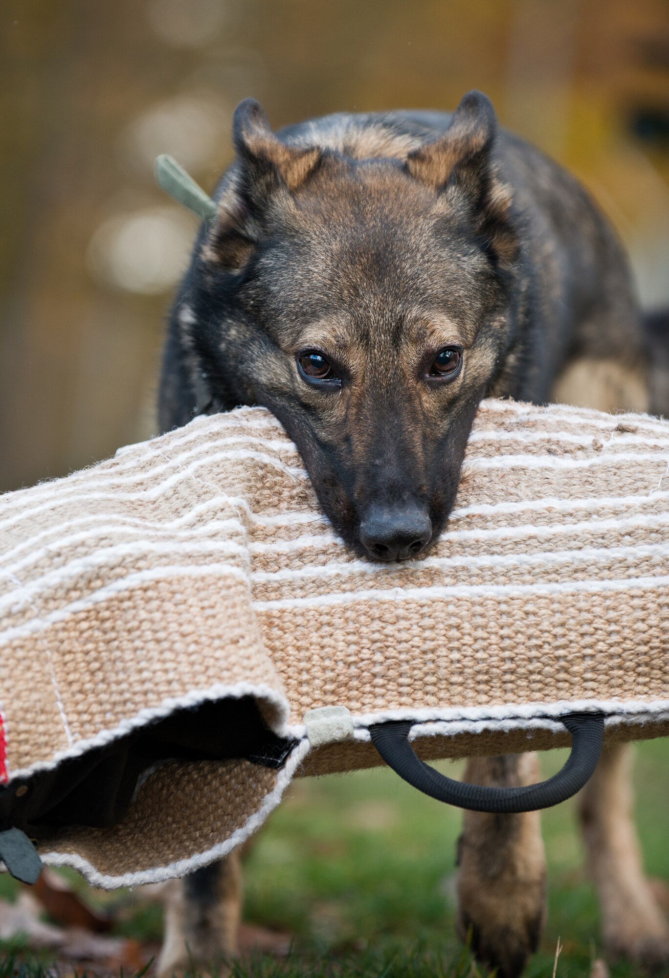 Charly, 86th Security Forces Squadron military working dog, holds onto arm padding used for bite training, Ramstein Air Base, Germany. The protective sleeve provides added defense against excessive bruising during training. (U.S. Air Force photo/Senior Airman Jonathan Stefanko) 