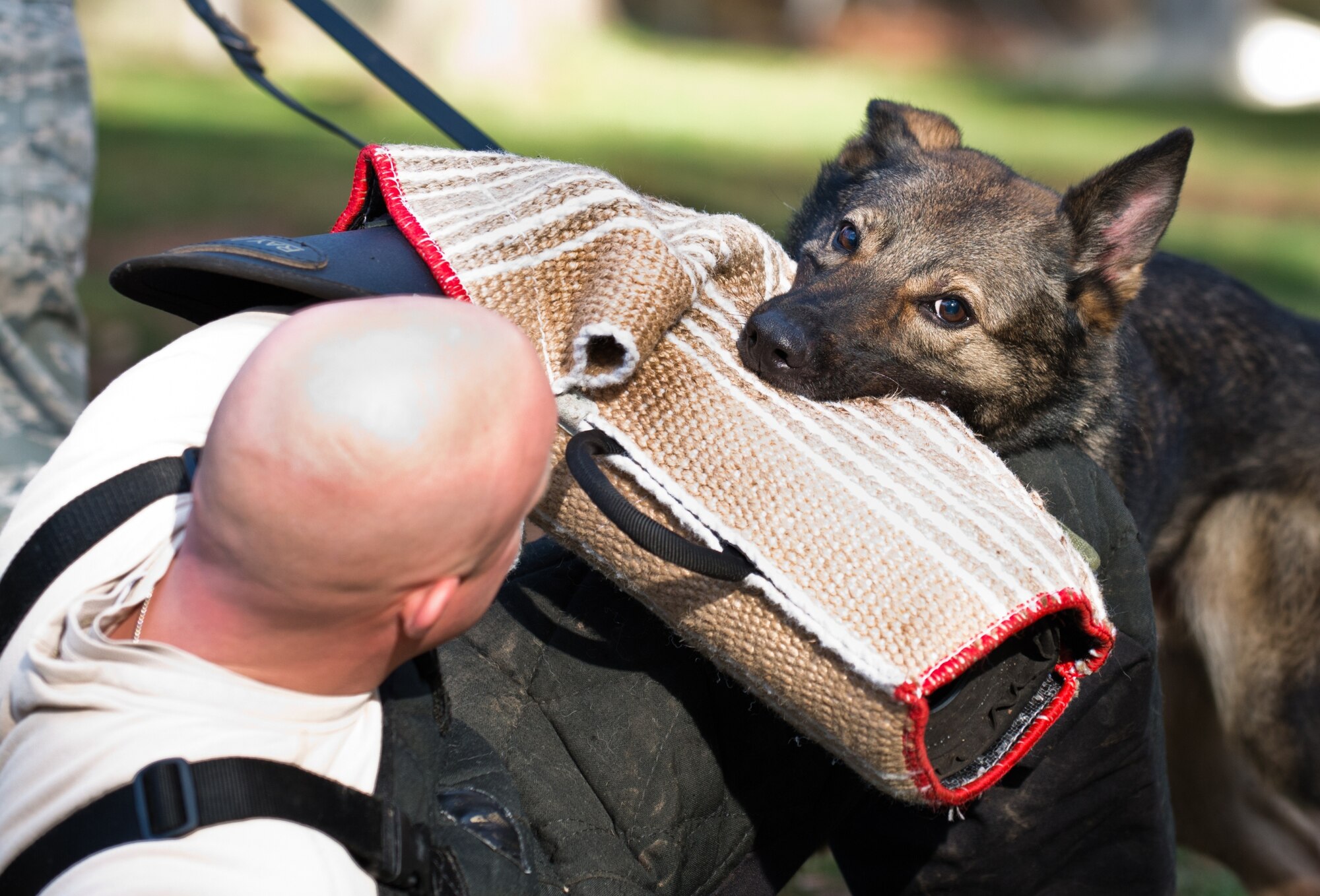 Staff Sgt. Lance Oaks, 86th Security Forces Squadron military working dog trainer, acts as decoy during command training, Nov. 13, 2013, Ramstein Air Base, Germany. MWDs undergo up to 120 days of extensive training learning various commands and how to better hone their senses at Joint Base San Antonio-Lackland, Texas. (U.S. Air Force photo/Senior Airman Jonathan Stefanko)