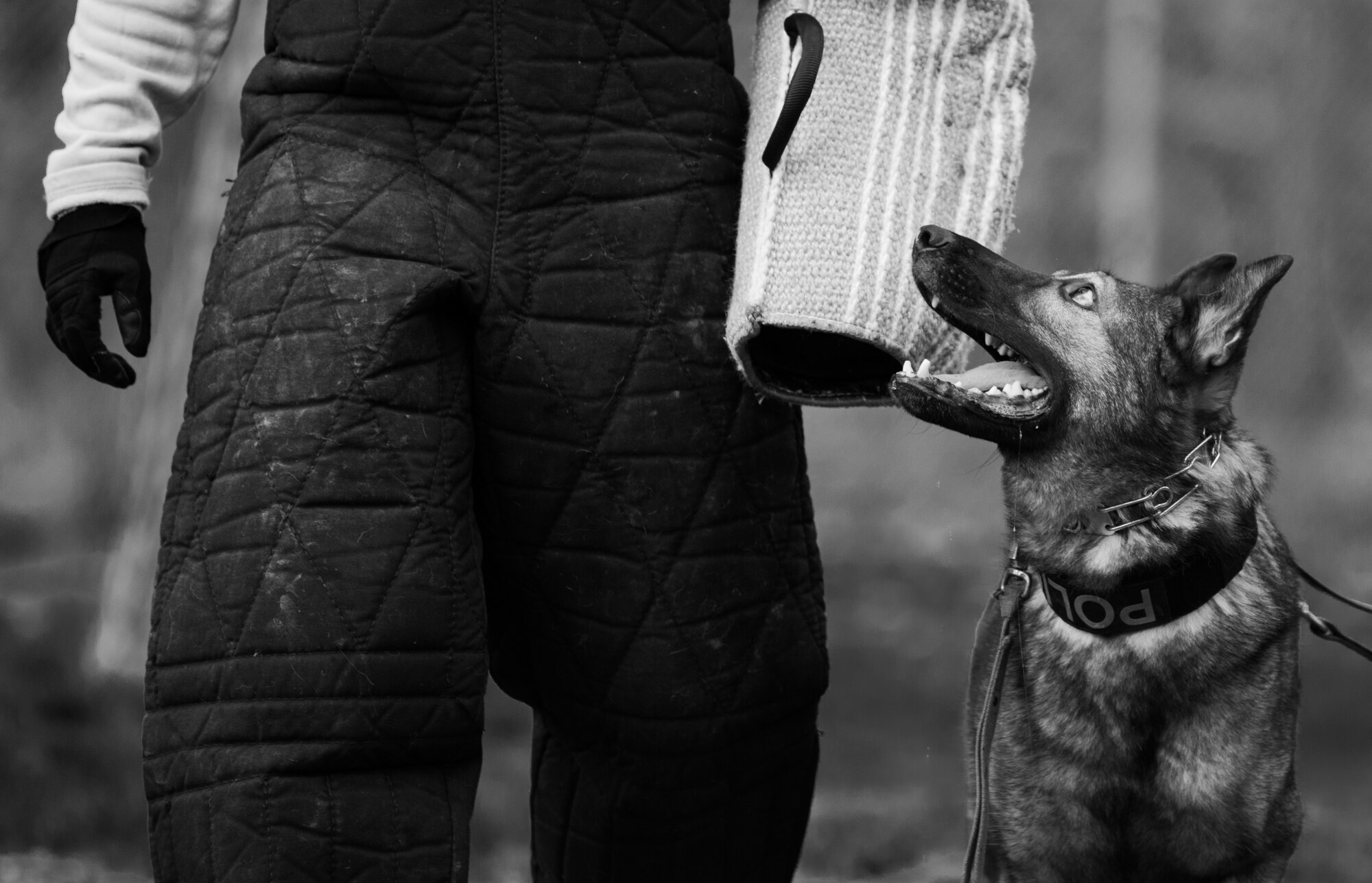 Charly, 86th Security Forces Squadron military working dog, watches Staff Sgt. Lance Oaks, 86th SFS MWD trainer, during command training, Nov. 13, 2013, Ramstein Air Base, Germany. Training involves various scenarios from detecting ordnances and narcotics to chasing a threat ensuring that the K-9 and handler are ready for any situation. (U.S. Air Force photo/Senior Airman Jonathan Stefanko)