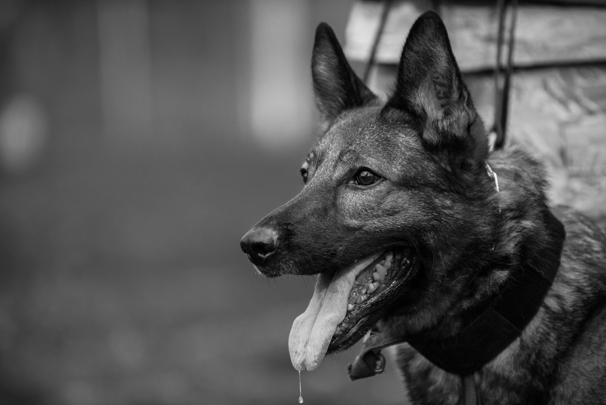 Charly, 86th Security Forces Squadron military working dog, awaits orders during K-9 training, Nov. 13, 2013, Ramstein Air Base, Germany. MWDs undergo up to 120 days of extensive training learning various commands and how to better hone their senses at Joint Base San Antonio-Lackland, Texas. (U.S. Air Force photo/Senior Airman Jonathan Stefanko)