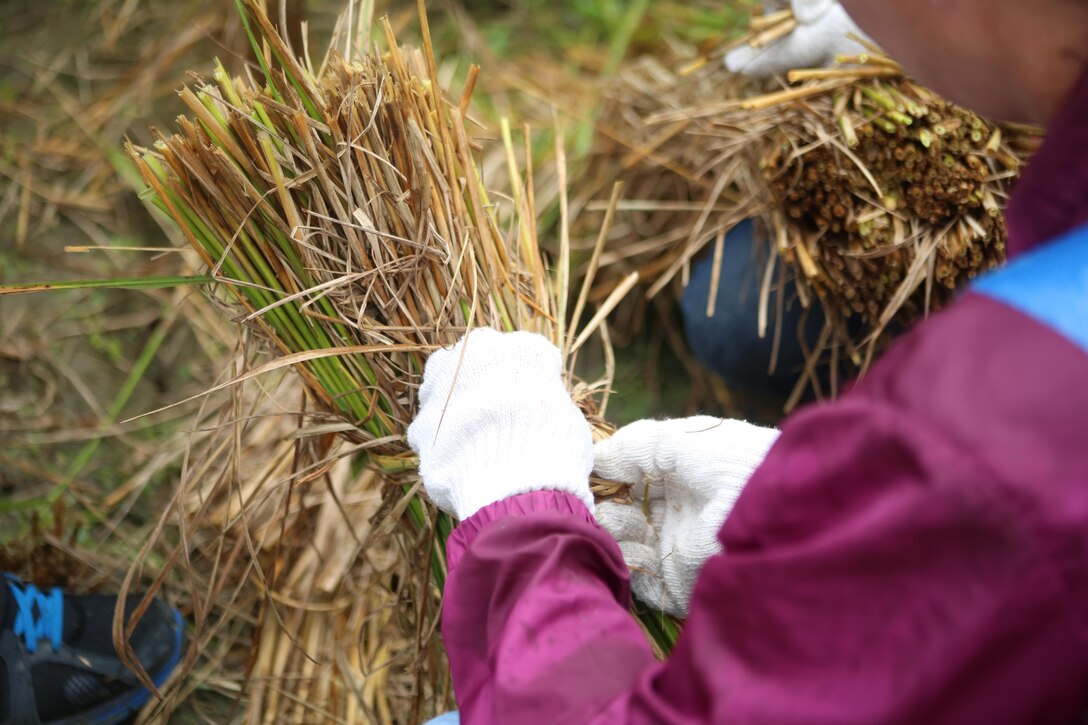 A participant ties rice stalks together during a Youth Cultural Program rice harvesting trip in Tenno, Japan, Oct. 5, 2013. The volunteers tied together rice stalks and hung them out to dry before they could be processed.