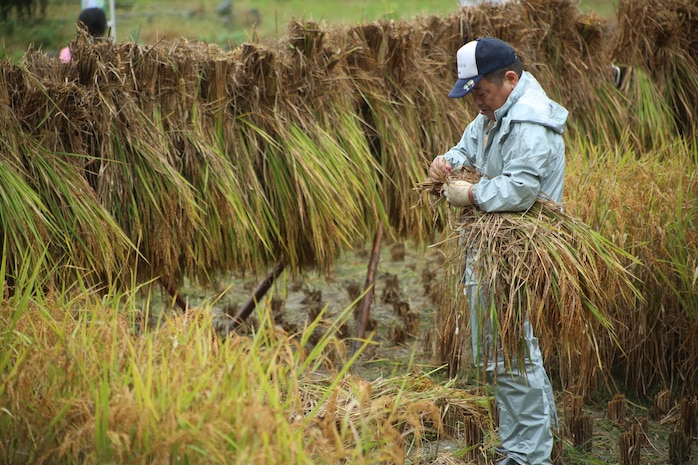 A Japanese local volunteer prepares to hang rice stalks during a Youth Cultural Program rice harvesting trip in Tenno, Japan, Oct. 5, 2013. After the harvest, participants enjoyed fresh rice at the former Tenno Elementary School.