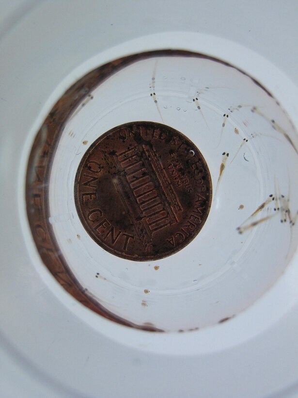 Baby fathead minnows are frail in appearance, just a quarter-inch long and transparent, but they survived in this year’s sampling of Quantico Advanced Wastewater Treatment Plant’s effluent. 