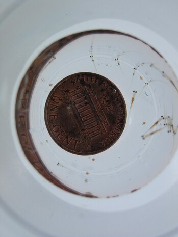 Baby fathead minnows are frail in appearance, just a quarter-inch long and transparent, but they survived in this year’s sampling of Quantico Advanced Wastewater Treatment Plant’s effluent. 