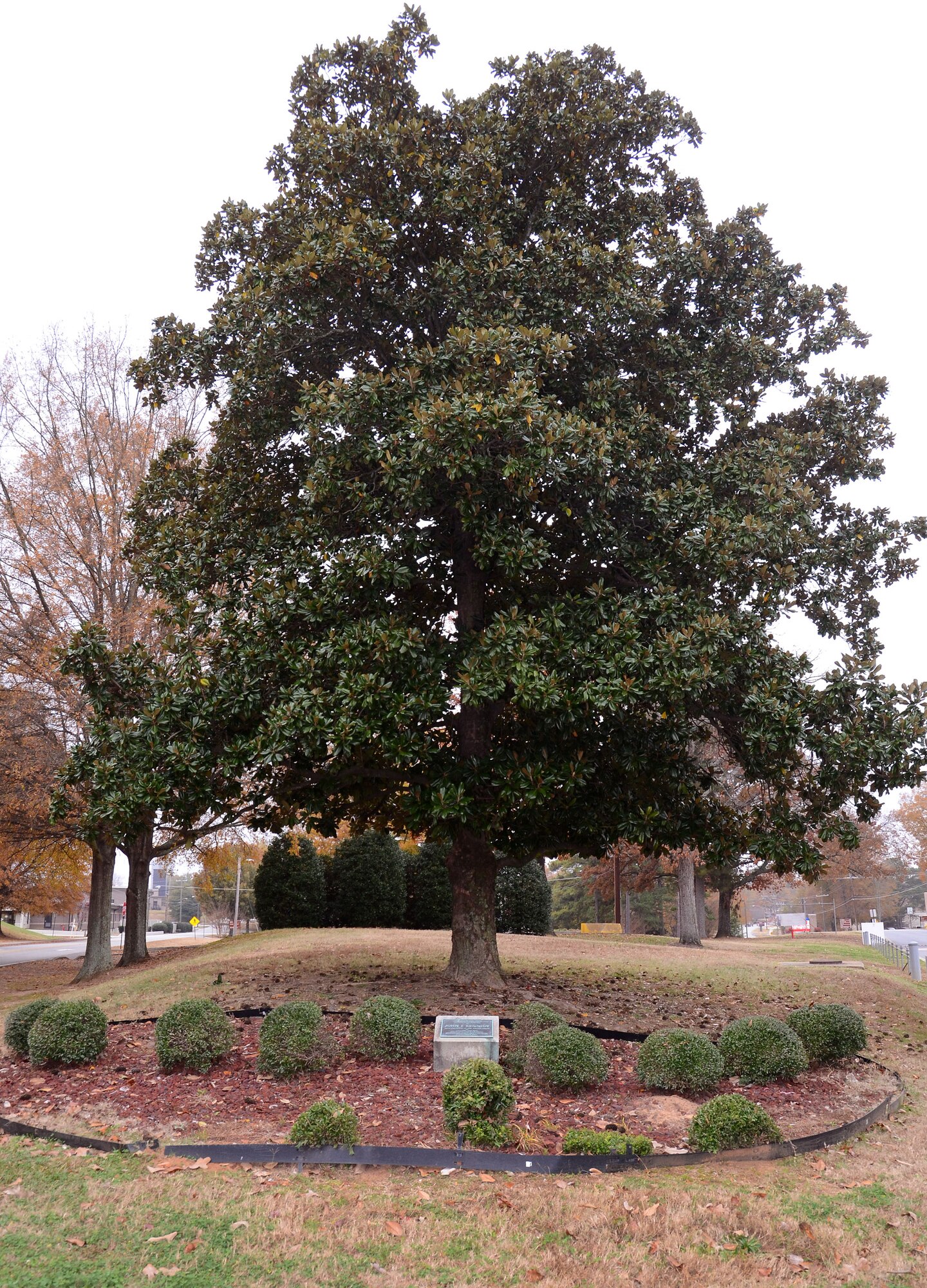 A magnolia tree dedicated in memory of John F. Kennedy, the 35th President of the United States is located behind building 833, Civilian Personnel, Dobbins Air Reserve Base, Ga. Brig. Gen. George H. Wilson, Dobbins Air Force Base commander, ordered a tree be planted on base in memory of the President on Dec. 7, 1963. Members of Air Force Reserve units, the Marine Air Detachment, the Naval Air Station and the Georgia Air National Guard participated in the planting. (U.S. Air Force photo/Brad Fallin)