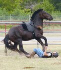 Being a Caisson Section Soldier can be a dangerous job. Spc. Edwin Calaf was
bucked off Big Mac recently when the horse became upset because he stepped into
a hole in the ground. Horses are prey animals with a strong flight-or-fight mentality
and spook easily. Big Mac was not injured and Calaf’s only injury was to his ego.
