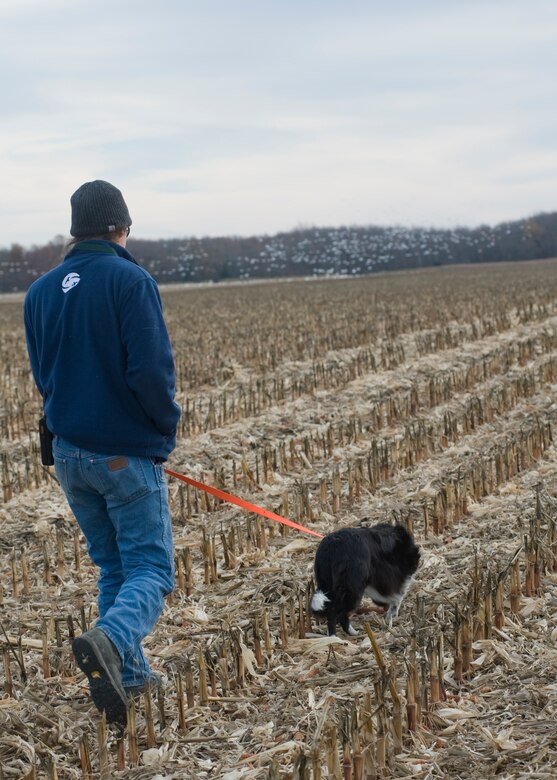David Curtiss, 436th Airlift Wing Safety Office wildlife manager, and “Kilo” walk toward a flock of geese Nov. 20, 2013, near Dover Air Force Base, Del. Curtiss is a part of the Team Dover’s bird and wildlife strike hazard working group which helps to keep birds and animals away from aircraft. (U.S. Air Force photo/Senior Airman Jared Duhon)