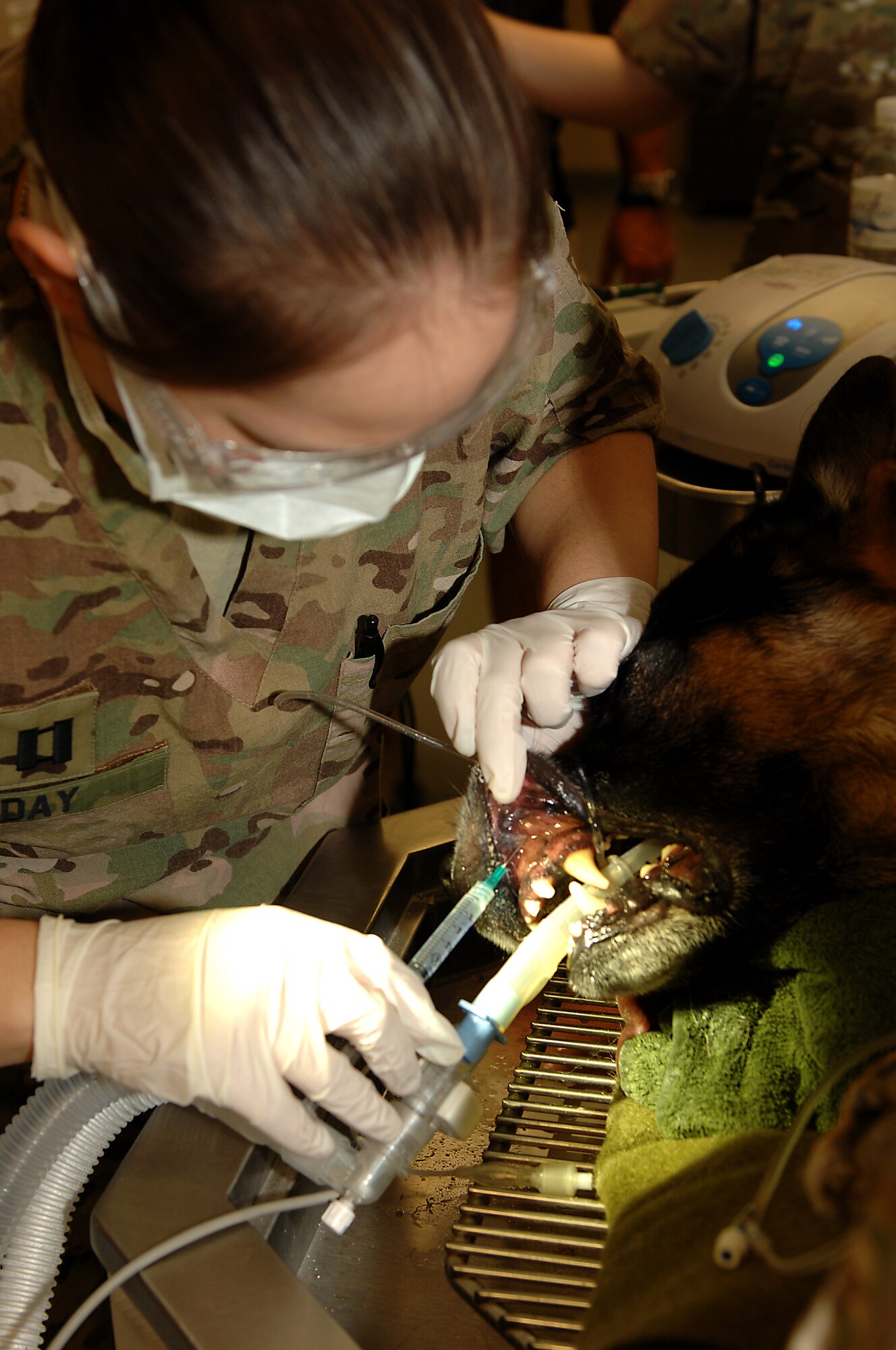 U.S. Army Capt. Lindsey Day, Kandahar Veterinary Treatment Facility veterinary services support team officer in charge, gives a local anesthetic agent before removing a tooth from Contract Working Dog Tommi Nov. 20, 2013, at Kandahar Airfield, Afghanistan. CWD Tommi’s visit was for a routine dental cleaning. (U.S. Air Force photo by Senior Airman Jack Sanders)