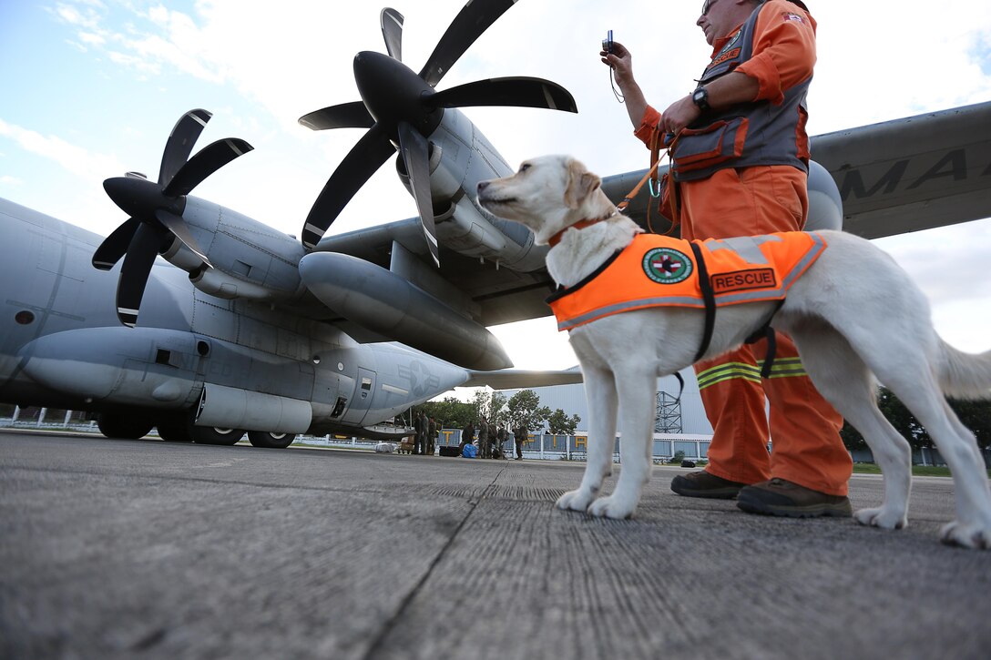 Cassie, a search and rescue dog from Edmonton, Canada, waits to board a KC-130J Super Hercules aircraft with Marine Aerial Refueler Transport Squadron 152 (VMGR-152), currently assigned to 3rd Marine Expeditionary Brigade in support of Joint Task Force 505, at Villamor Air Base, Nov. 19, 2013. The search and rescue team arrived to Republic of the Philippines to search for survivors affected by Typhoon Haiyan in support of the disaster relief Operation Damayan. 