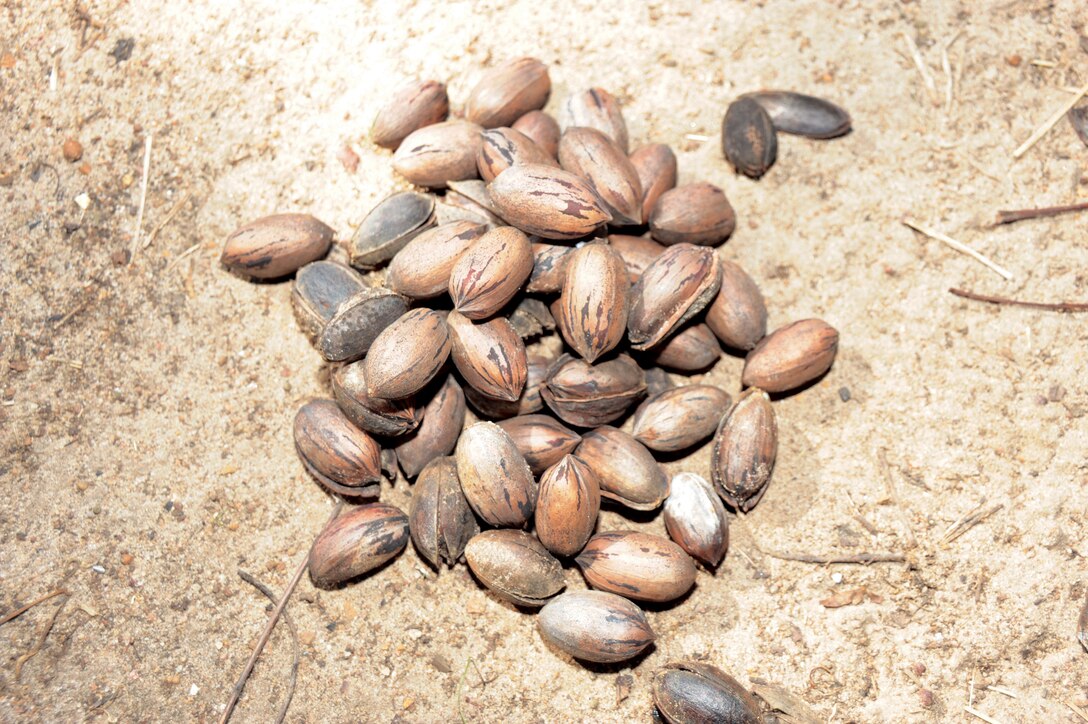 Officials outline base’s pecan picking regulations