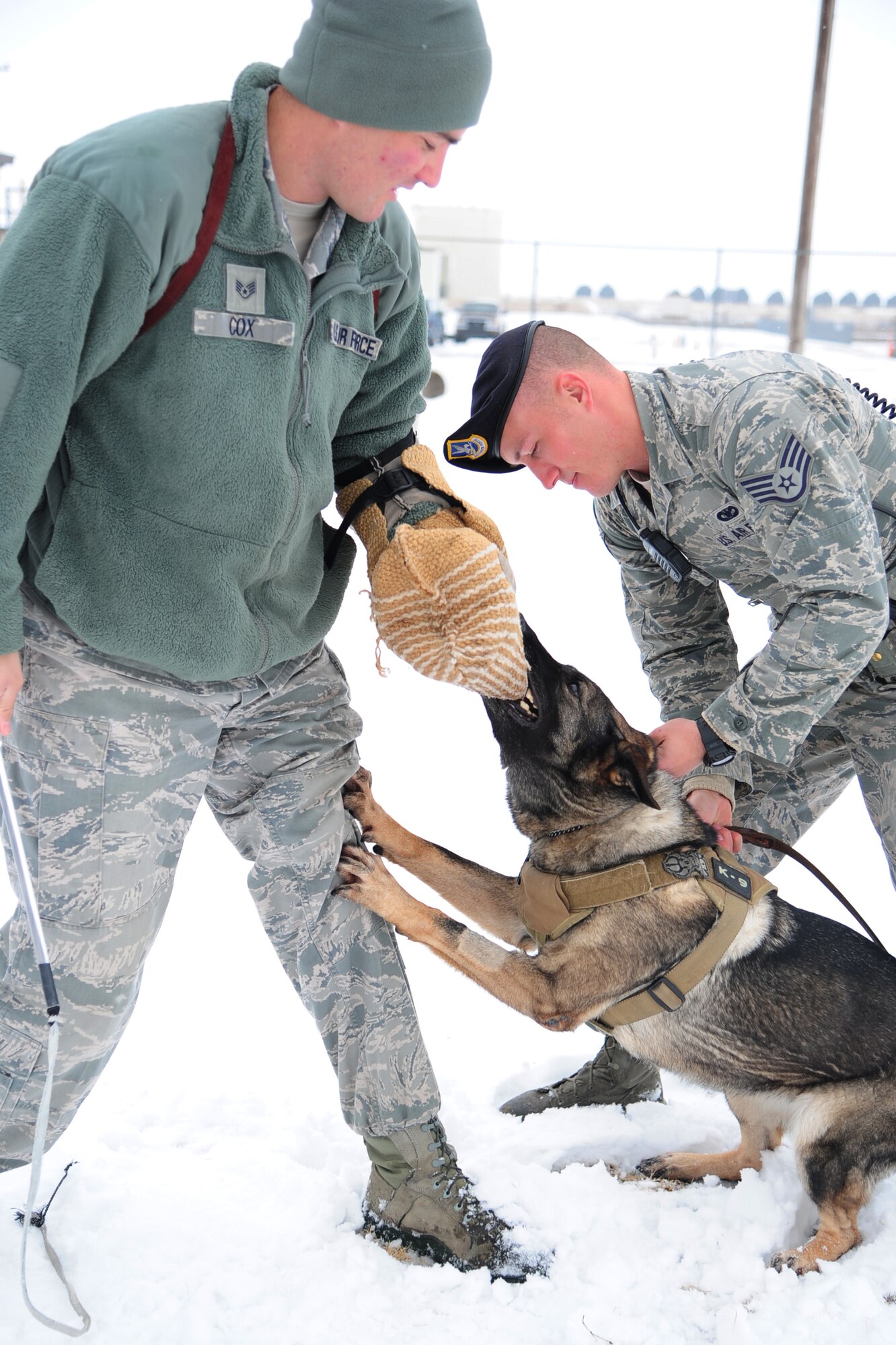 ALTUS AIR FORCE BASE, Okla. -- Becky, 97th Security Forces Squadron military working dog, bites U.S. Air Force Staff Sgt. Wesley Cox, 97th military working dog trainer, during civil aggression training with her handler, U.S. Air Force Staff Sgt. David Smith, Nov. 25, 2013. Military working dogs train with their handlers for about three hours a day to build endurance, stamina and proficiency at detecting and detaining suspects or suspicious packages. (U.S. Air Force photo by Senior Airman Lausanne Genuino/Released)