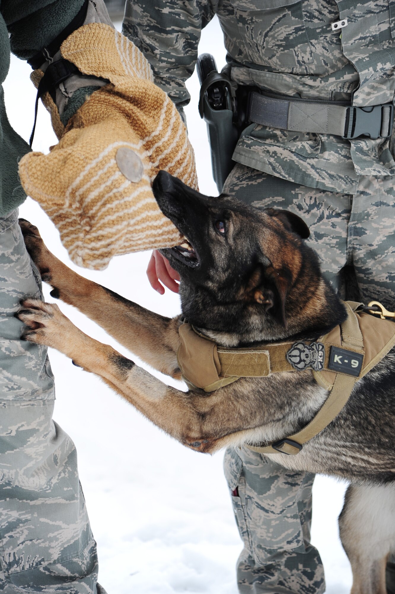 ALTUS AIR FORCE BASE, Okla. -- Becky, 97th Security Forces Squadron military working dog, bites a suspect during civil aggression training Nov. 25, 2013. Military working dogs are trained to bite and hold onto the suspect until their handler gives the command to release. (U.S. Air Force photo by Senior Airman Lausanne Genuino/Released)