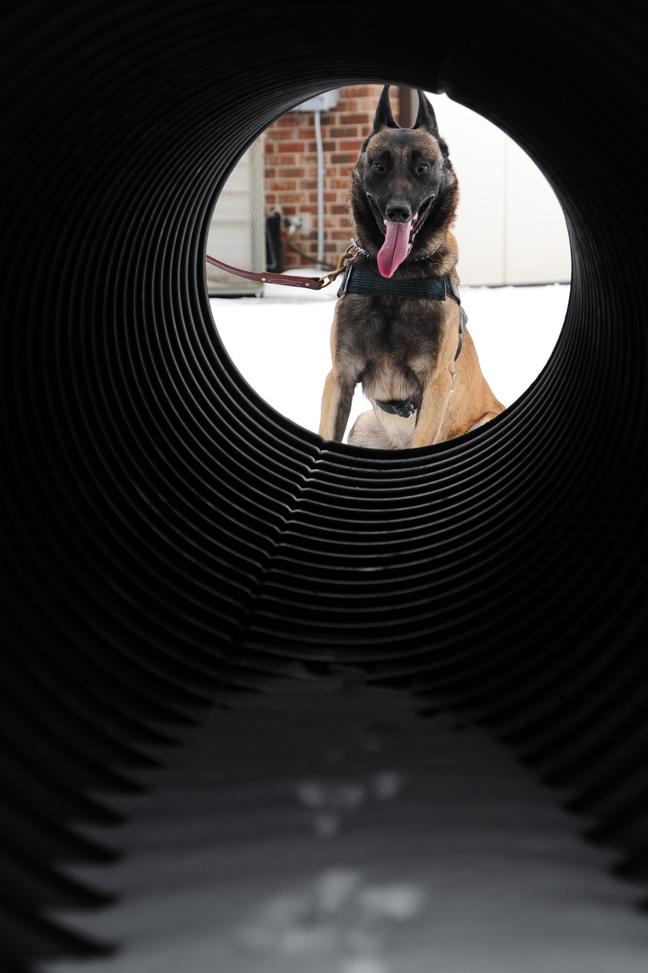 ALTUS AIR FORCE BASE, Okla. -- Zeus, 97th Security Forces Squadron military working dog, waits for commands from his handler, U.S. Air Force Staff Sgt. Wesley Cox during endurance training Nov. 25, 2013. Military working dogs train with their handlers for about three hours a day to build endurance, stamina and proficiency at detecting and detaining suspects or suspicious packages. (U.S. Air Force photo by Senior Airman Lausanne Genuino/Released)