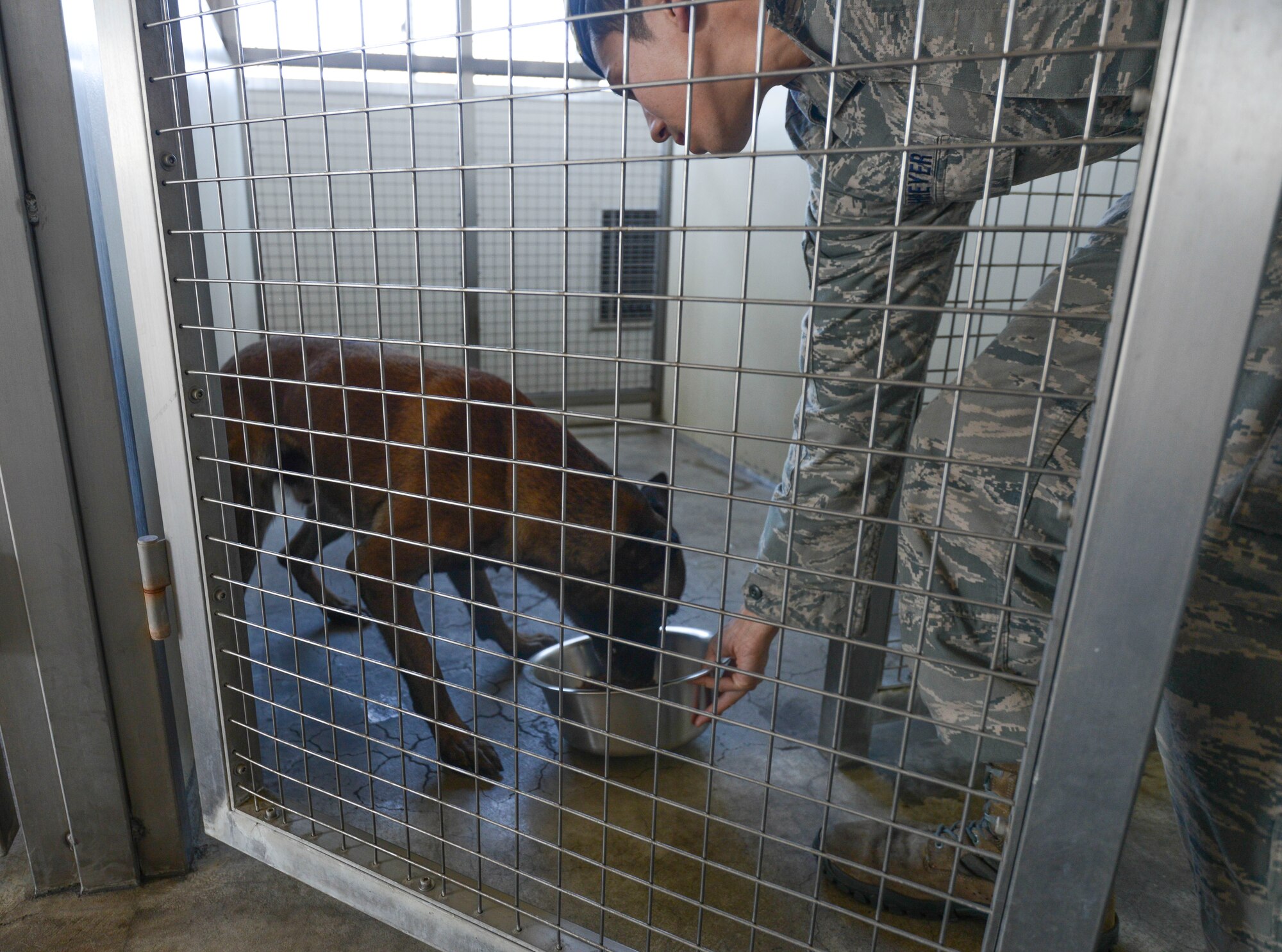 Topa, 374th Security Forces Squadron military working dog, is given her dinner at Yokota Air Base, Japan, Nov. 22, 2013. After canines are fed they are able to rest and relax for the remainder of the day. (U.S. Air Force photo by Airman 1st Class Meagan Schutter/Released)