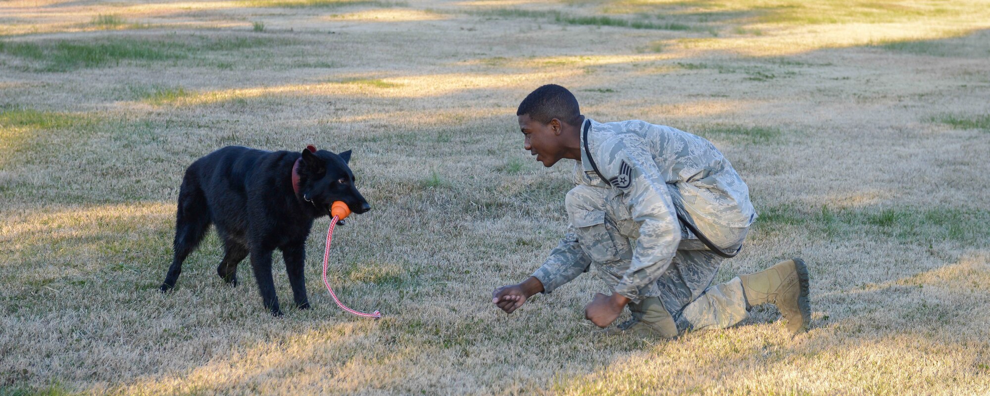 Staff Sgt. Mathis Williams, 374th Security Forces Squadron military working dog handler, plays with Stella at Yokota Air Base, Japan, Nov. 20, 2013.  Training is serious and builds a bond between handler and canine, but playtime is also essential to keeping a strong relationship. (U.S. Air Force photo by Airman 1st Class Meagan Schutter/Released)
