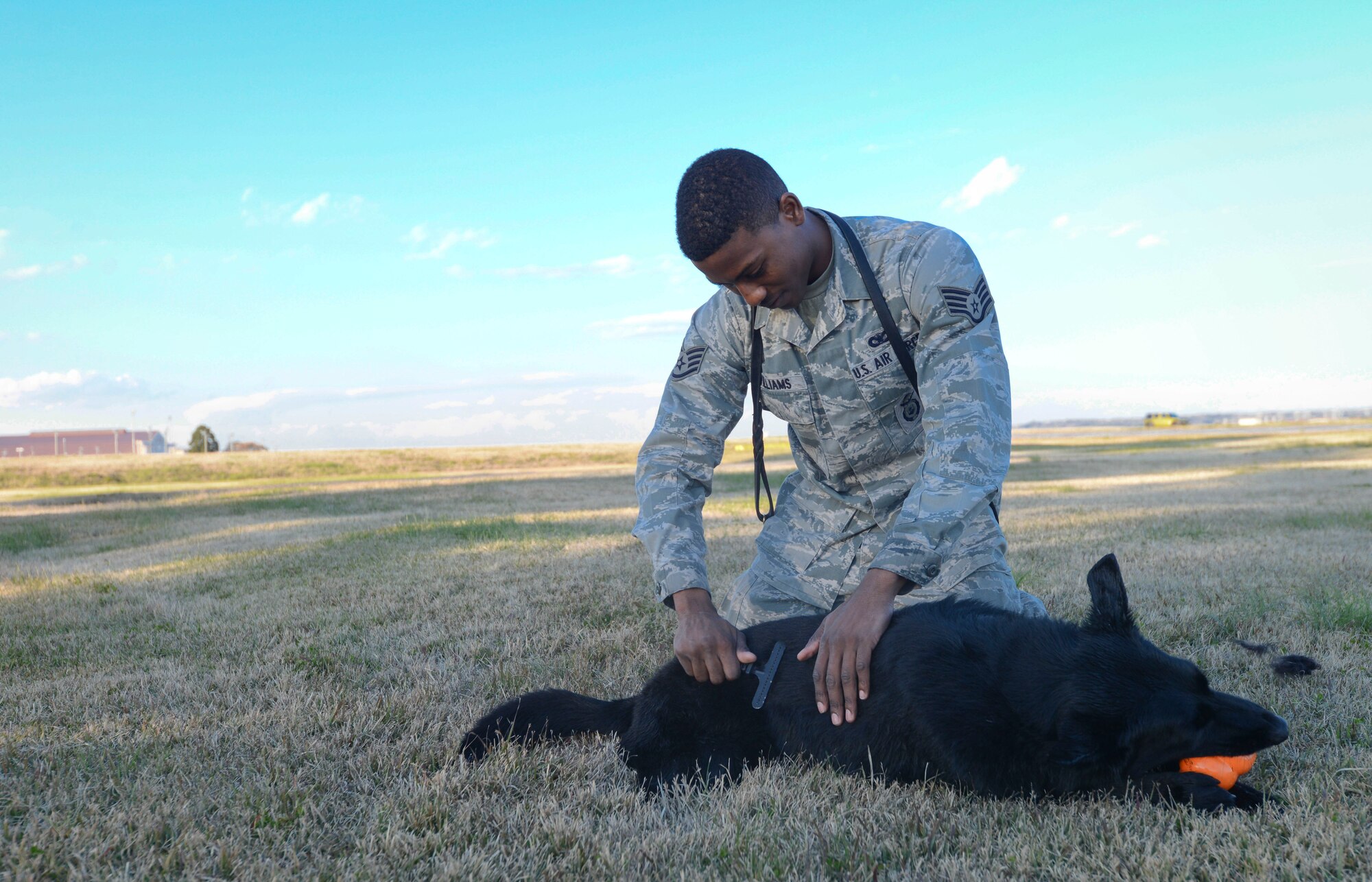 Stella, 374th Security Forces Squadron military working dog, is groomed after a bath at Yokota Air Base, Japan, Nov. 20, 2013.  While being groomed the handler checks for any injuries the canine might have. (U.S. Air Force photo by Airman 1st Class Meagan Schutter/Released)