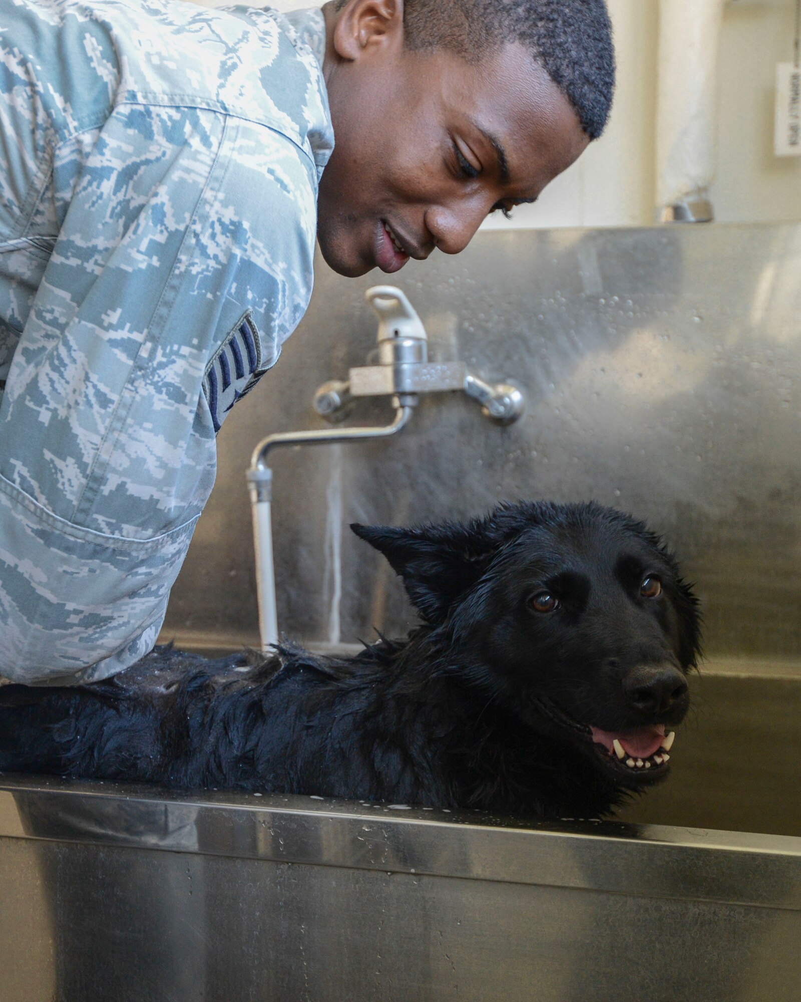 Stella, 374th Security Forces Squadron military working dog, gets a bath from her handler, Staff Sgt. Mathis Williams at Yokota Air Base, Japan, Nov. 20, 2013.  After getting a bath the canines are taken outside to be groomed. (U.S. Air Force photo by Airman 1st Class Meagan Schutter/Released)