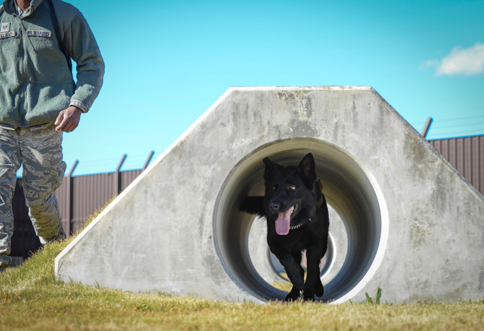 Stella, 374th Security Forces Squadron military working dog, runs through a obstacle tunnel at Yokota Air Base, Japan, Nov. 19, 2013.  During the course, canines must listen and watch for all commands. (U.S. Air Force Photo by Airman 1st Class Meagan Schutter)