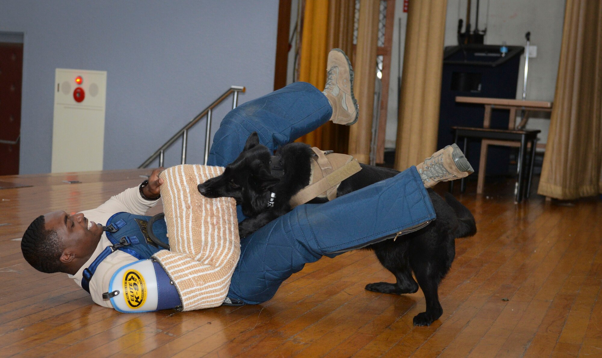 Staff Sgt. Troy Sheppard, 374th Security Forces Squadron military working dog trainer, is attacked during a training exercise by Stella at Yokota Air Base, Japan, Nov. 19, 2013.  Sheppard played the role as a decoy/ subject in an aggression, detection, aggression training exercise. (U.S. Air Force photo by Airman 1st Class Meagan Schutter/Released)