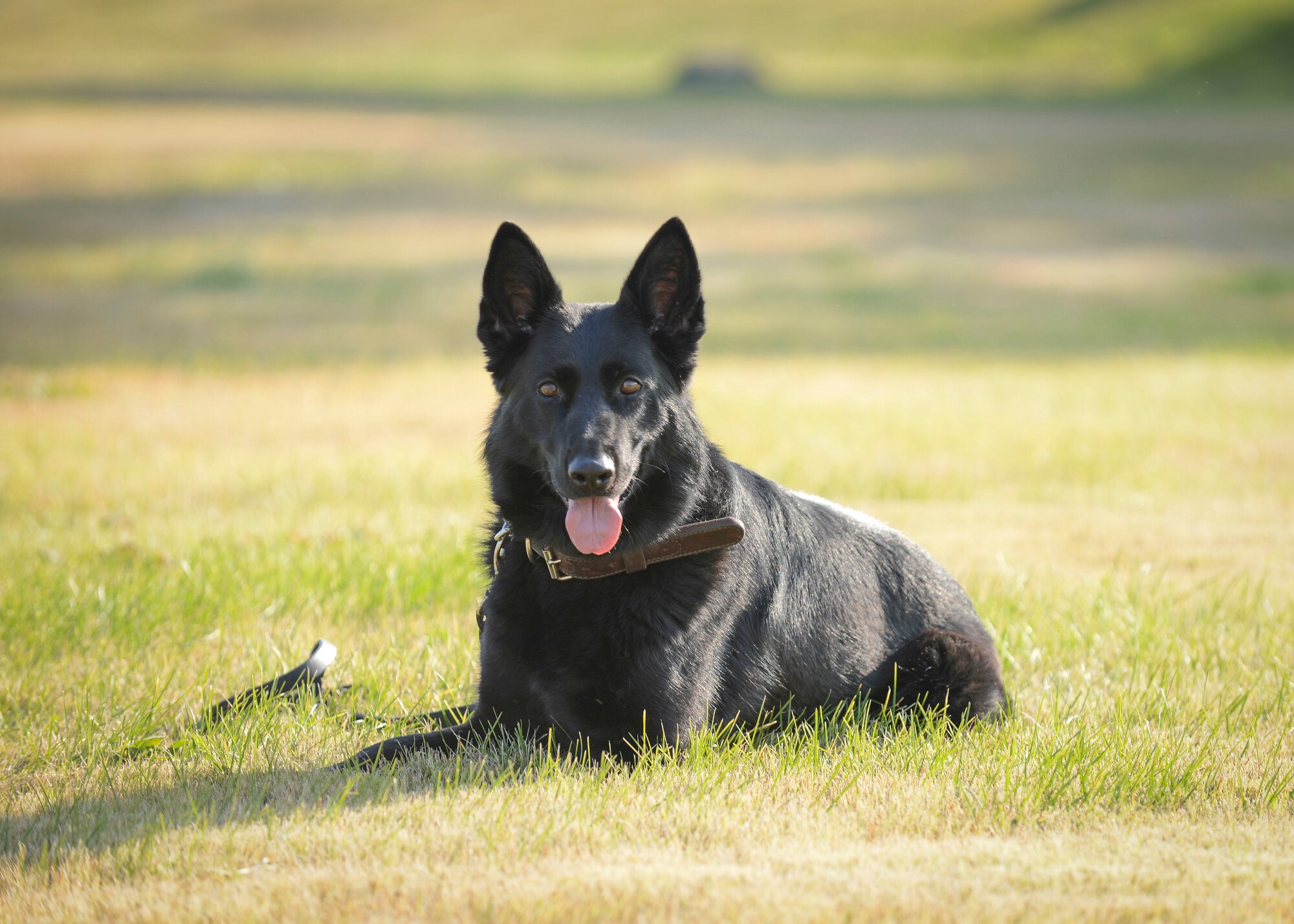 Stella, 374th Security Forces Squadron military working dog, poses for the camera at Yokota Air Base, Japan, Nov. 18, 2013.  Stella is 5 years old. (U.S. Air Force photo by Airman 1st Class Meagan Schutter/Released)