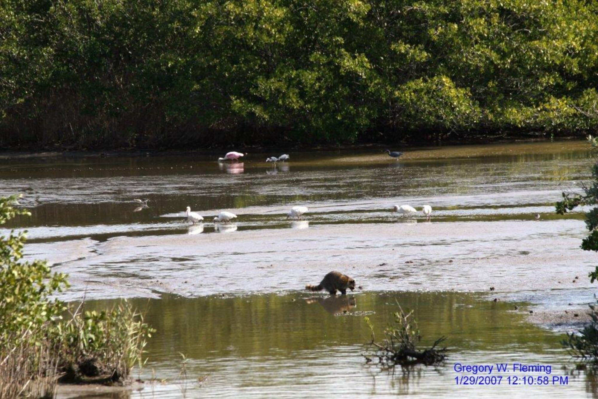 "There are approximately 40 state and federally protected species found on CCAFS," said Michael Blaylock, Chief of Natural Assets, 45th Civil Engineer Squadron. "As required by the Sikes Act, the Department of Defense must protect these species and thier habitat. (courtesy photo)