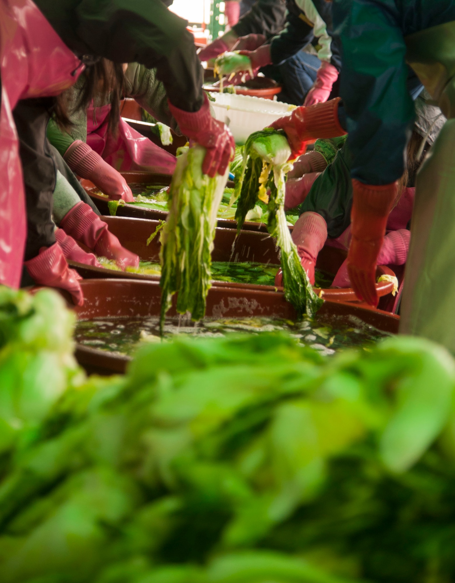 Airmen assigned to both the 8th Medical Group and the 8th Maintenance Group wash cabbage, Nov. 27, 2013, at a Women’s Volunteer Center that provides kimchee for the homeless and needy in Gunsan, Republic of Korea. The Wolf Pack focused on the well-being of others as part of becoming resilient. (U.S. Air Force photo by Staff Sgt. Jessica Haas/Released) 