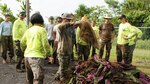 Members of the Hawaii Army National Guard Environmental Office and the University of Hawaii pile up miconia plants during a sweep to eradicate the invasive plant on Keaukaha Military Reservation near Hilo, Hawaii. During the sweep approximately 4600 plants were eradicated.