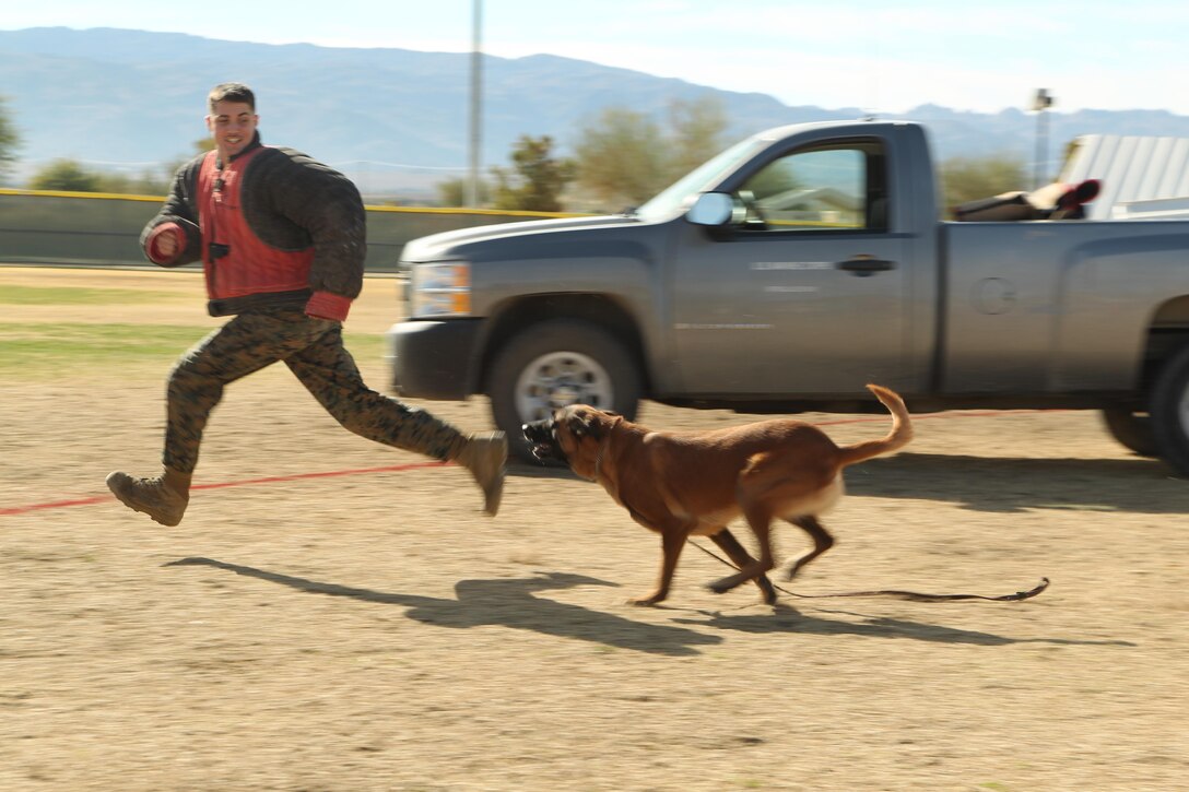 Lance Cpl. Anthony Chicchino, military working dog handler, Provost Marshal’s Office, is chased by Cchaz, a military working dog, to showcase the dog’s abilities during a mock combined-arms exercise for kids at Felix Field Nov. 26, 2013.