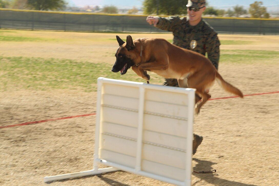 Cpl. John Dolezal, military working dog handler, Provost Marshal’s Office, demonstrates the abilities of Cchaz, a military working dog, during a mock combined-arms exercise for kids at Felix Field Nov. 26, 2013.