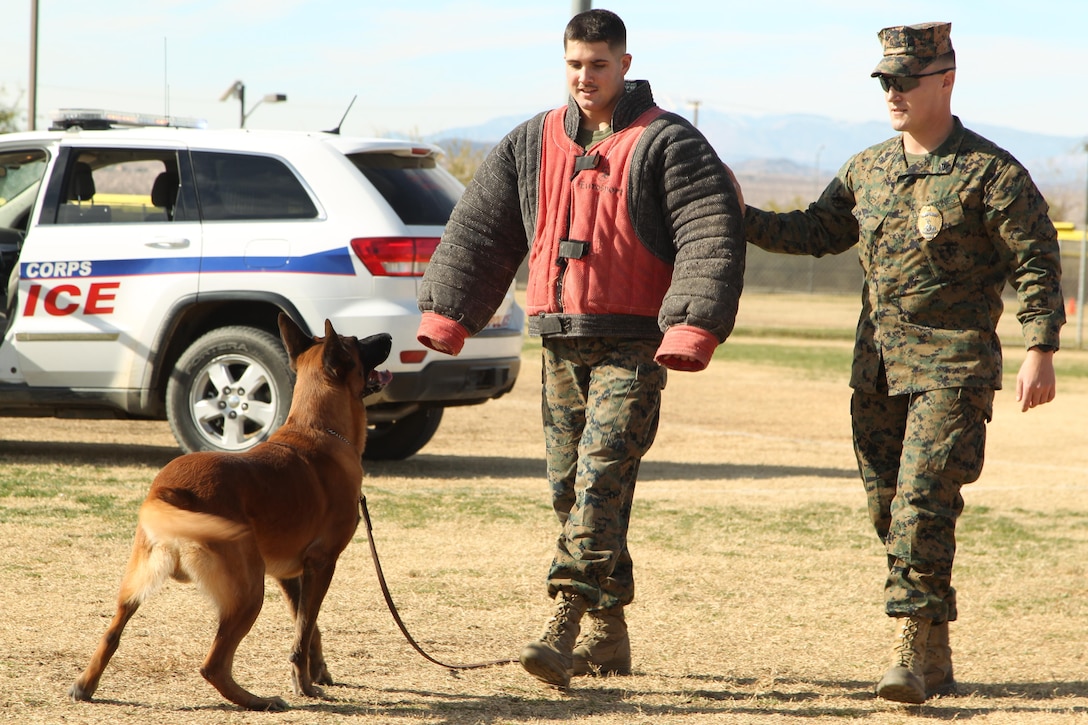 Lance Cpl. Anthony Chicchino and Cpl. John Dolezal, military working dog handlers, Provost Marshal’s Office, showcase Cchaz, a military working dog, during a mock combined-arms exercise for kids at Felix Field Nov. 26, 2013.