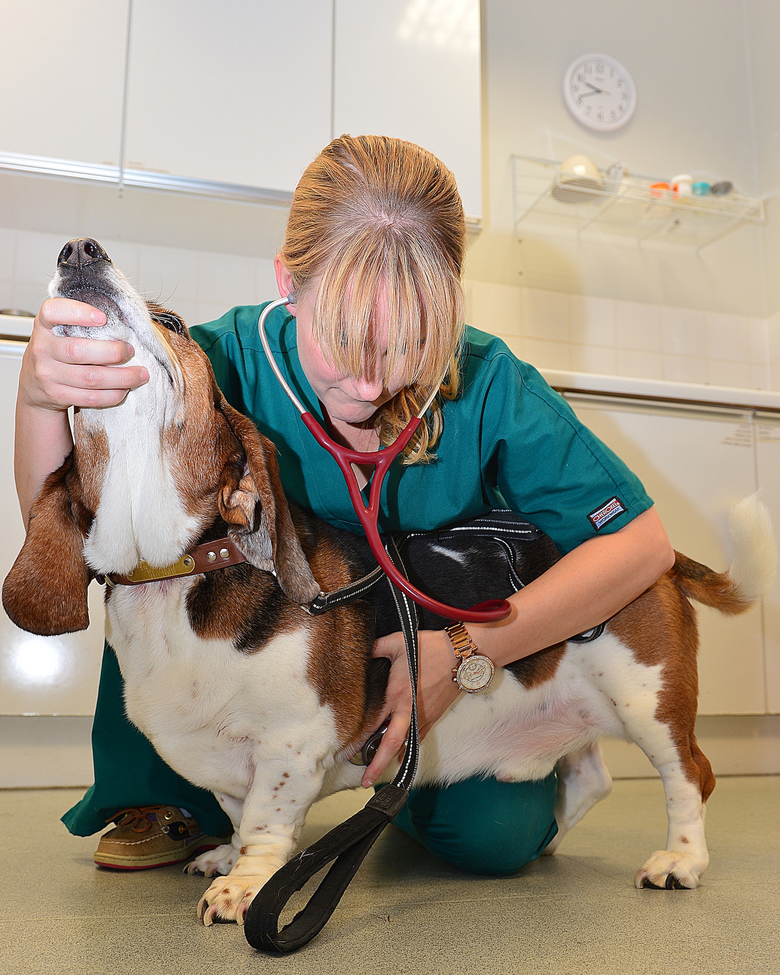 Dr bell 2025 pet care clinics