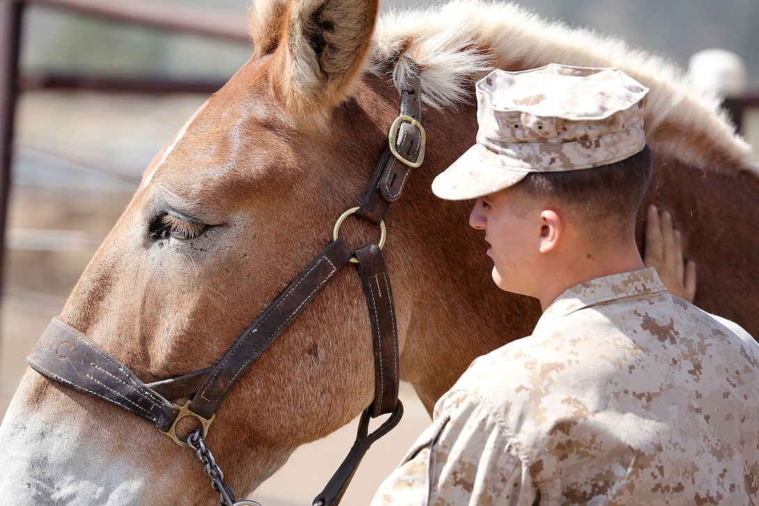 The MWTC near Bridgeport, Calif., has begun teaching an advanced horsemanship training course in order to teach Special Operations Forces (SOF) personnel the necessary skills to enable them to ride horses and move through terreain that can't be navigated by motor vehicles. Conditioned horses are able to travel more than 30 miles per day and can gallop at up to 40-miles per hour for short periods of time. 