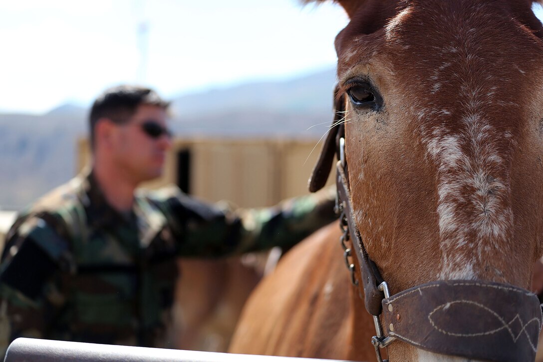 The MWTC near Bridgeport, Calif., has begun teaching an advanced horsemanship training course in order to teach Special Operations Forces (SOF) personnel the necessary skills to enable them to ride horses and move through terreain that can't be navigated by motor vehicles. Conditioned horses are able to travel more than 30 miles per day and can gallop at up to 40-miles per hour for short periods of time.