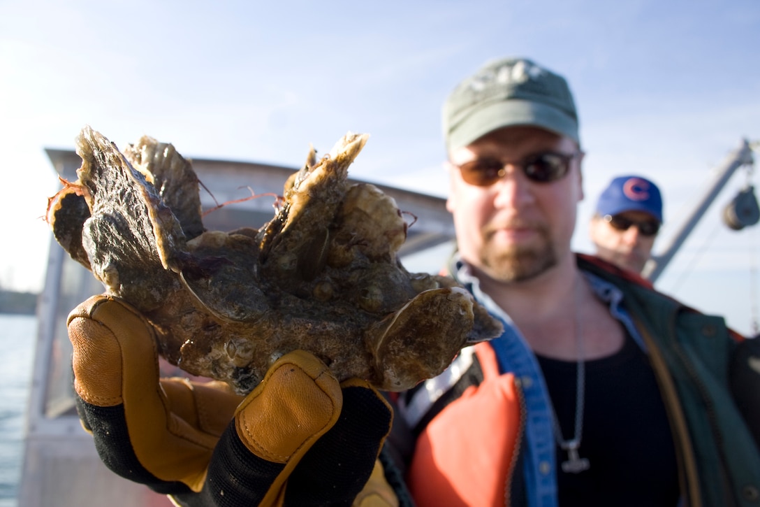 GREAT WICOMICO RIVER, Va. -- Researchers with the U.S. Army Corps of Engineers, Norfolk District and the Virginia Institute of Marine Science examine oyster spat to see how well the baby oysters are doing on a sanctuary reef in the Great Wicomico River in Virginia.