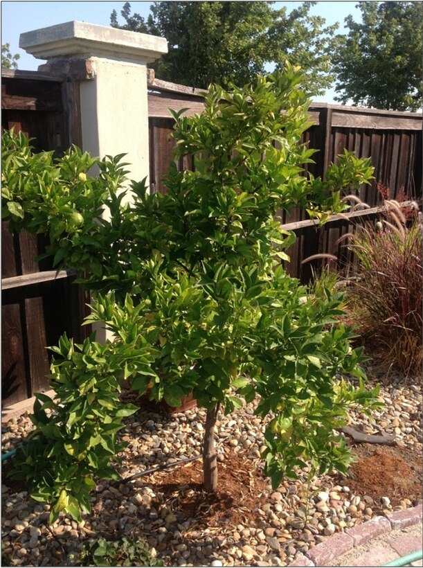 Orange tree leadership
