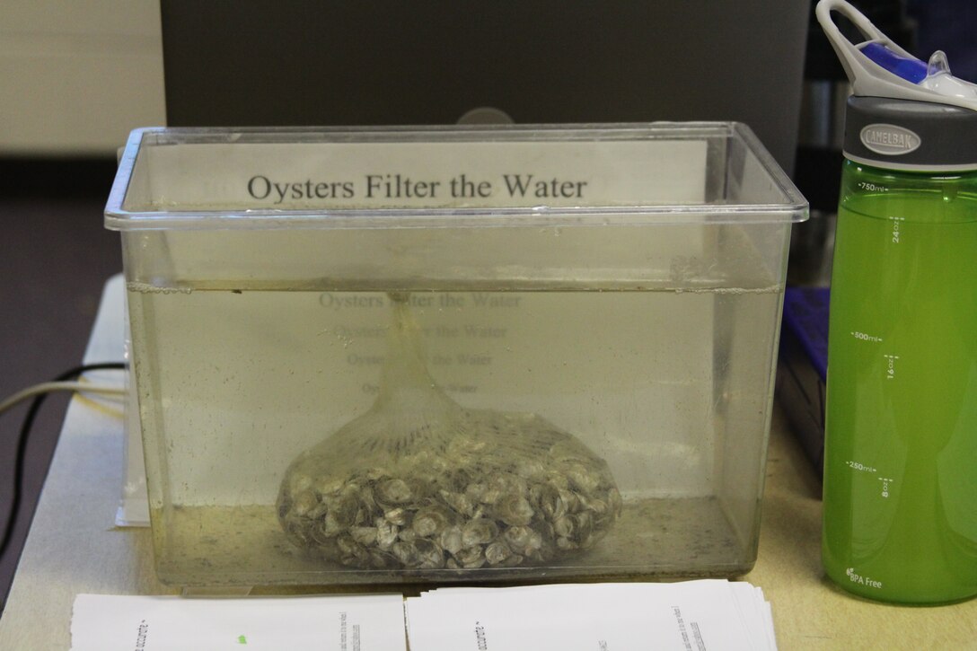 VIRGINIA BEACH, Va. -- One hour after a bag of baby oysters were placed in a fish tank with water from the Lynnhaven River, you can see how the filtering system works with these bivalves.