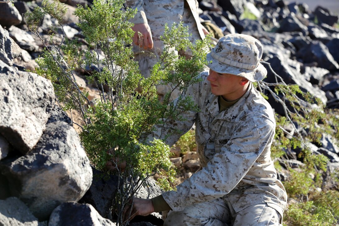 MARINE CORPS AIR STATION YUMA, Ariz. – Lance Cpl. John Verity, a rifleman with Scout Sniper Platoon, 1st Battalion, 7th Marine Regiment, and a native of San Diego, puts fresh vegetation around a hide site during Weapons Tactics Instructors course here, Sept. 25, 2013. Their structure provides 360 degree concealment, maximum fields of observation and protection from weather. Hide sites can vary from temporary two-man sites to permanent structures where teams can rotate through weekly.