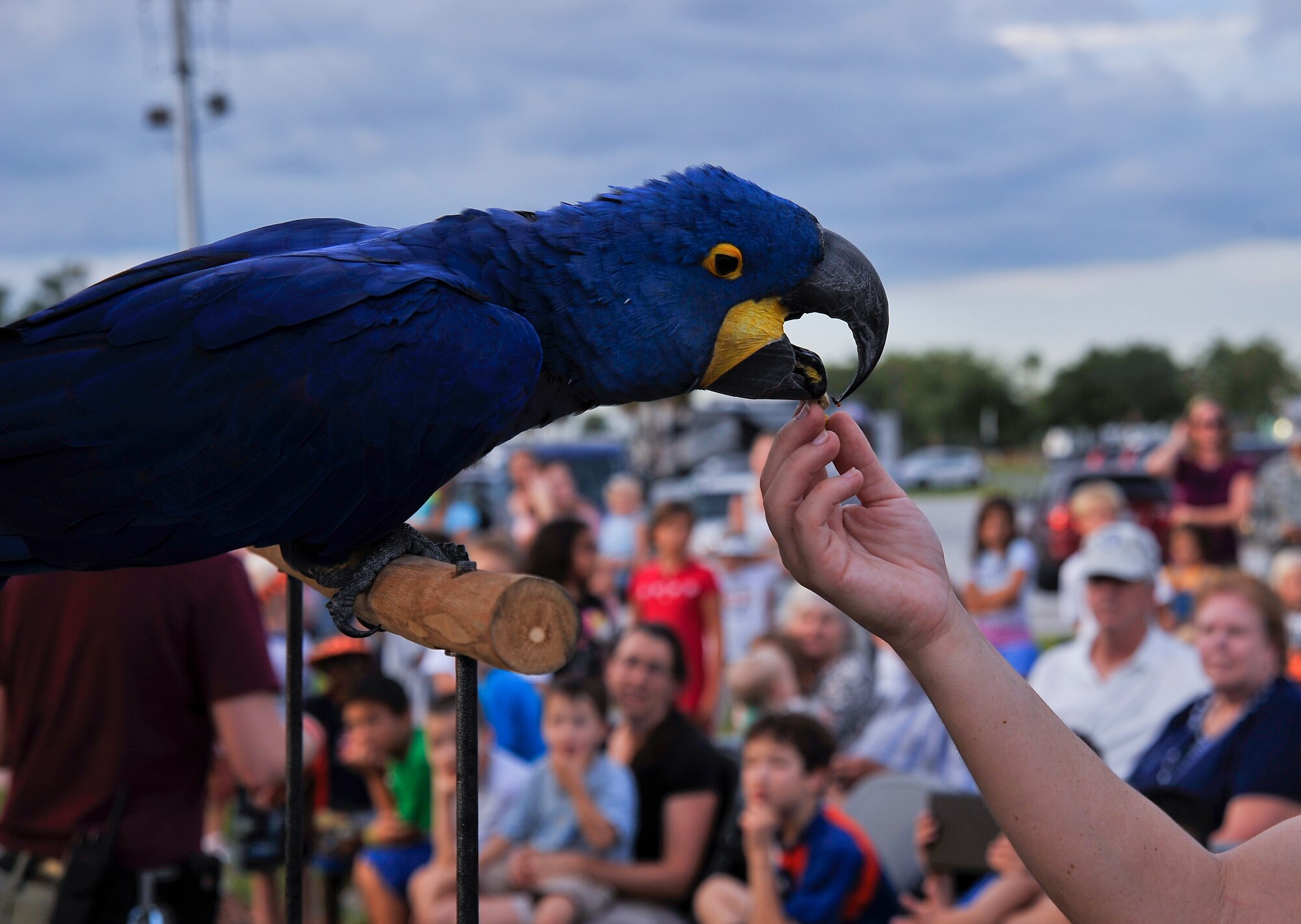A hyacinth macaw from the Lowry Park Zoo in Tampa, Fla., is fed by its handler as members of Team MacDill observe, Oct. 4, 2013 at MacDill Air Force Base’s beach. About 150 people gathered on the beach for the educational presentation put on by the zoo. (U.S. Air Force photo by Airman 1st Class Sarah Hall-Kirchner/Released)