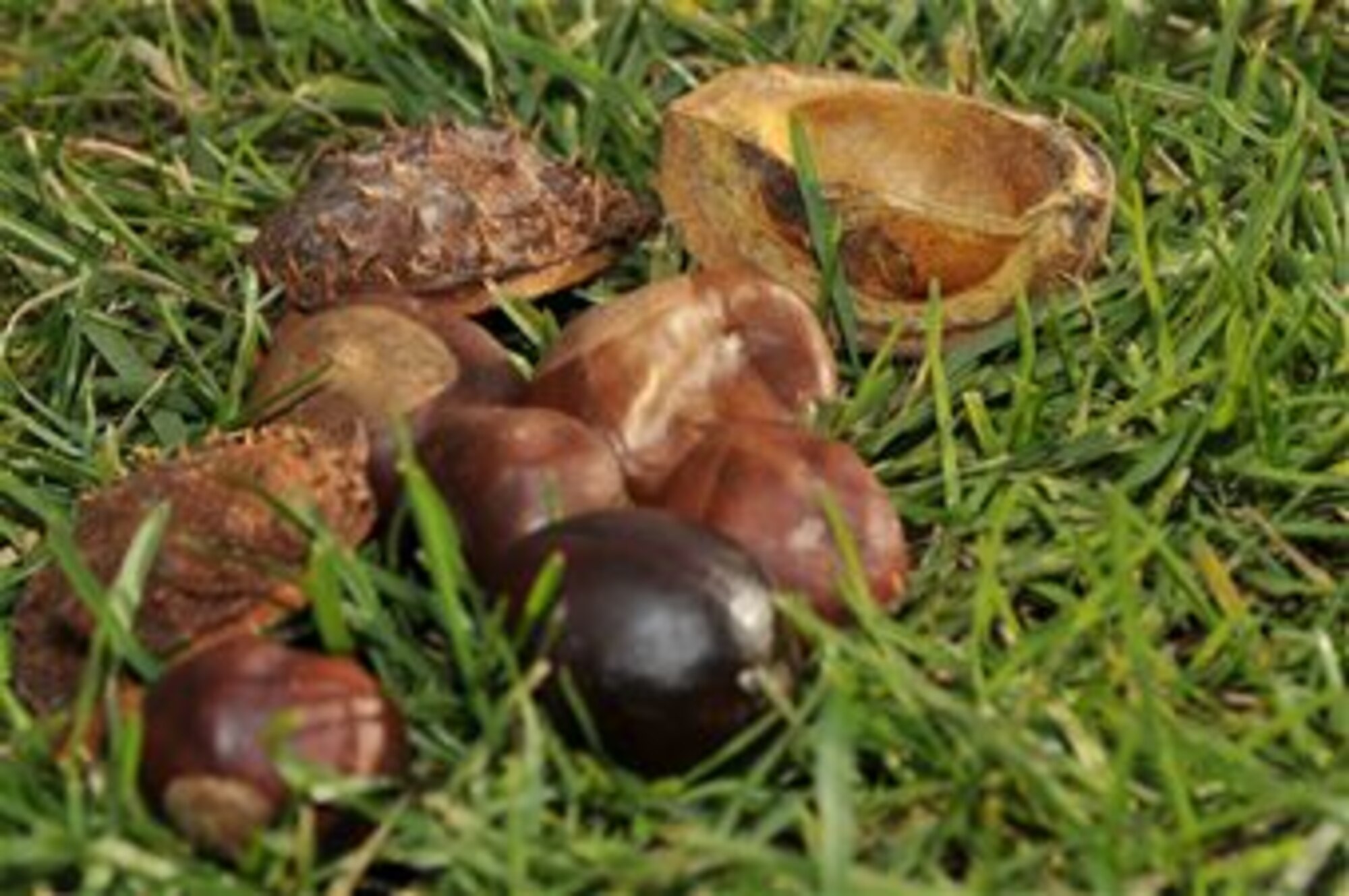 Conkers are hard brown nuts found in a prickly case that fall from the horse chestnut tree when ripe. A playground favourite in the U.K. for as long as there have been playgrounds and horse chestnut trees, conkers were introduced into Britain in the 1600s. The first recorded game of conkers dates back to 1848 on the Isle of Wight. The origin of the name 'conker' is unclear but it's believed that it comes from the French word 'cogner' meaning to hit. ( Photo by A1C Perry Aston)
