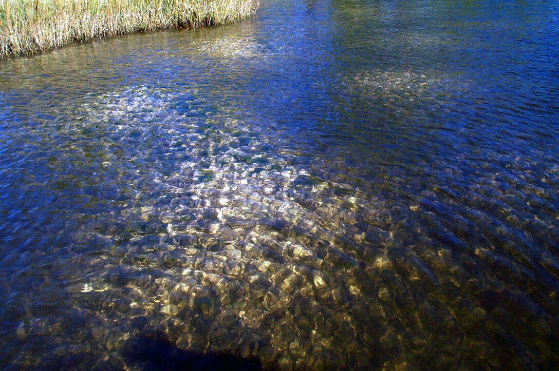 2001 - an oyster reef in the Lynnhaven River.