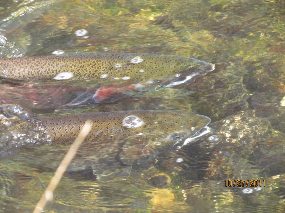 Spawning salmon in restored stream