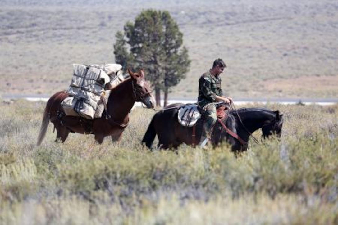 The MWTC near Bridgeport, Calif., has begun teaching an advanced horsemanship training course in order to teach Special Operations Forces (SOF) personnel the necessary skills to enable them to ride horses and move through terrain that can't be navigated by motor vehicles. Conditioned horses are able to travel more than 30 miles per day and can gallop at up to 40-miles per hour for short periods of time.


