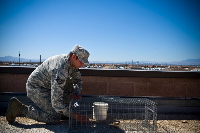 Staff Sgt. Jonathan Crespillo, 99th Civil Engineering Squadron pest management craftsman, lays bread into a pigeon trap on the roof of the pest management building Oct. 2, 2013, at Nellis Air Force Base, Nev. Once a pigeon is caught, pest management Airmen will relocate it to a less populated area. Pest management Airmen use the Bird Aircraft Strike Hazard program to control bird population on the installation and reduce aircraft damage. Currently, the 99th CES pest management office is the largest in the Air Force.  (U.S. Air Force photo by Airman 1st Class Christopher Tam)