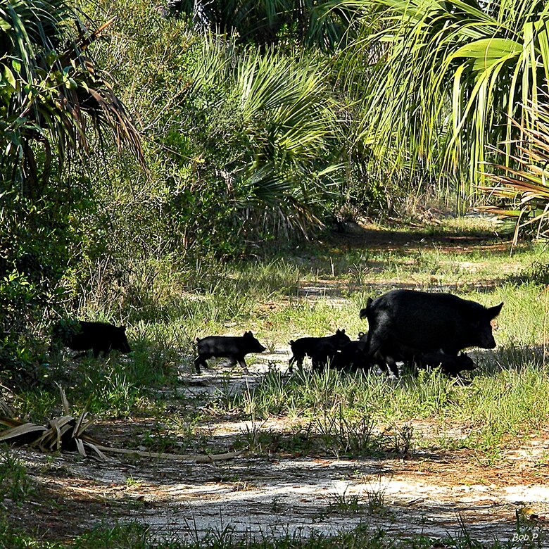 This family of wild hogs, the most destructive exotic animal species found throughout Florida, was seen in North Palm Beach, Fla.  With a growing population, wild boars pose a threat to human and animal health. 