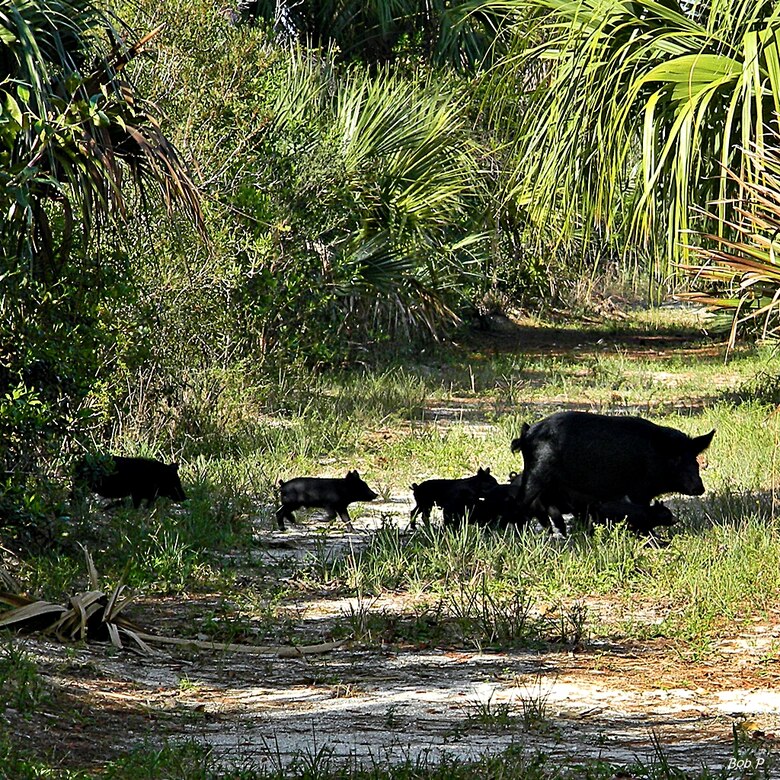 This family of wild hogs, the most destructive exotic animal species found throughout Florida, was seen in North Palm Beach, Fla.  With a growing population, wild boars pose a threat to human and animal health. 