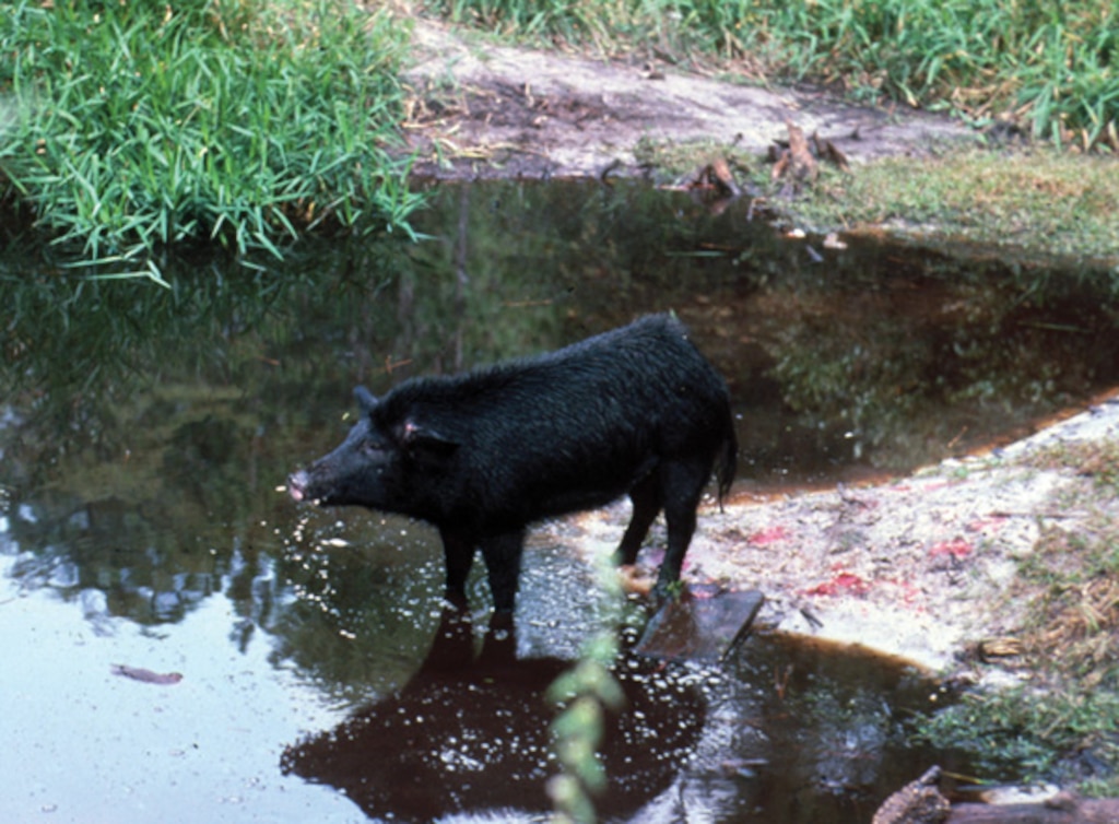 Wild hogs cause problems at levees because they dig around them, allowing other invasive plants to get established and increasing costs for treating invasives on the levee that normally wouldn’t be there. 