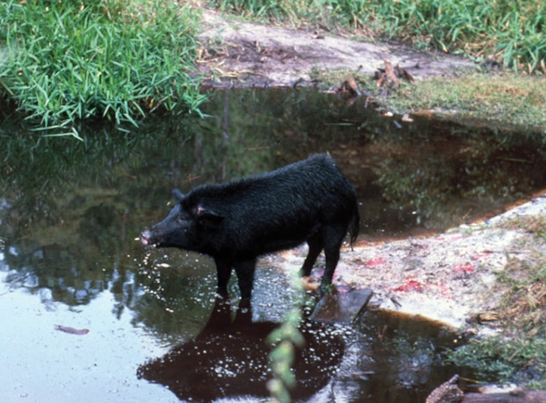 Wild hogs cause problems at levees because they dig around them, allowing other invasive plants to get established and increasing costs for treating invasives on the levee that normally wouldn’t be there. 