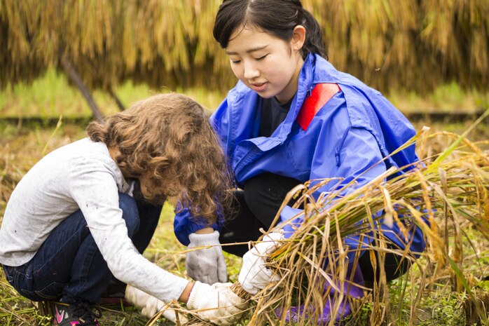 A Japanese staff member helps an American participant use a sickle to harvest rice during a cultural exchange program in Tenno, Japan, Oct. 5, 2013. With an abundance of participants, members were broken down into different groups using a color-coding system, as seen on the staff member’s shoulder. This was the 8th year residents aboard Marine Corps Air Station Iwakuni, Japan, attended this event. 