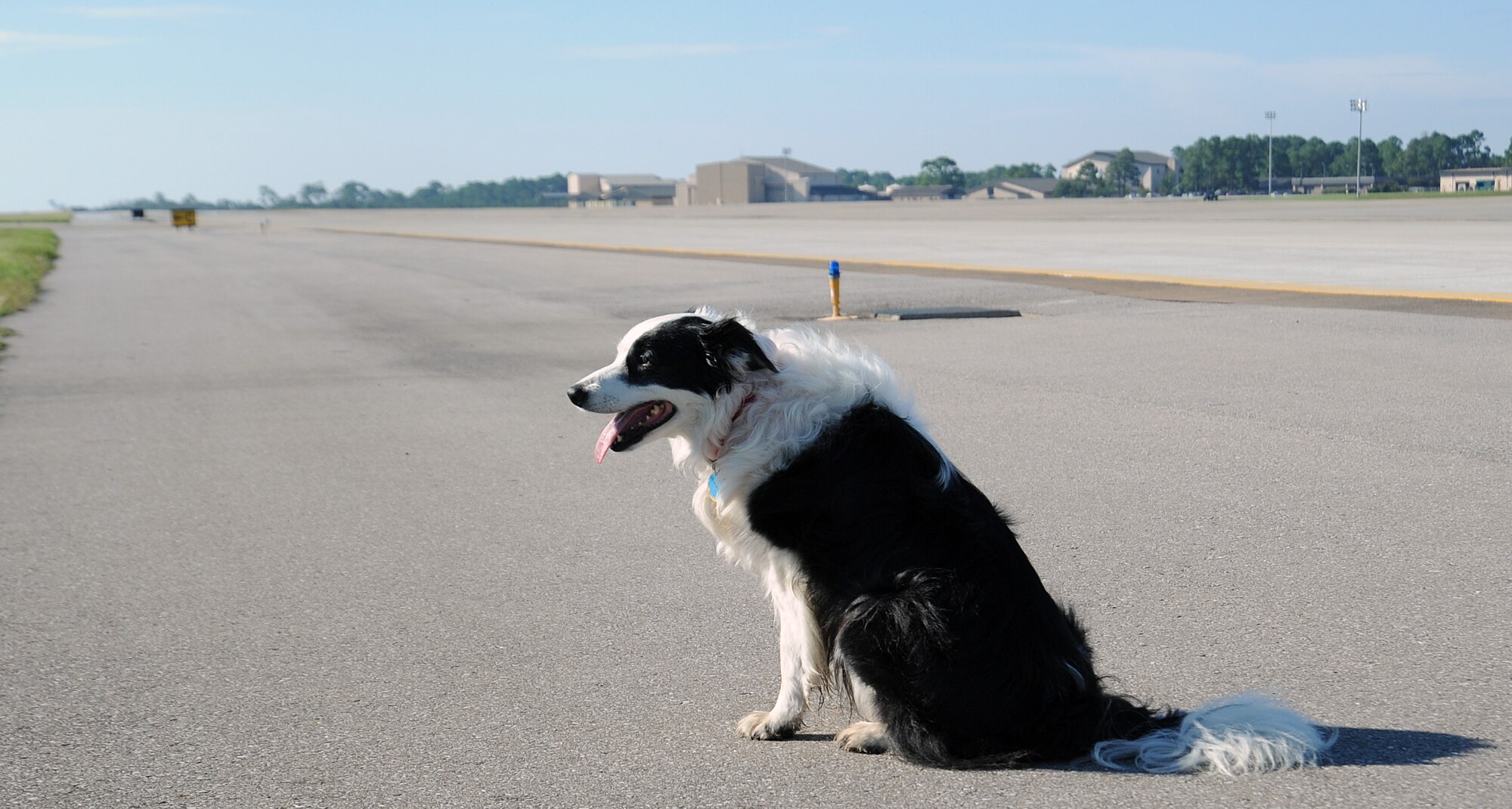 Flew, a Bird/Wildlife Aircraft Strike Hazard canine, sits on the flightline at Hurlburt Field, Fla., Oct. 3, 2013. Flew minimizes wildlife incidents with aircraft by acting as a predator to deter prey animals from her “territory.” (U.S. Air Force Photo/ Staff Sgt. Victoria Sneed)